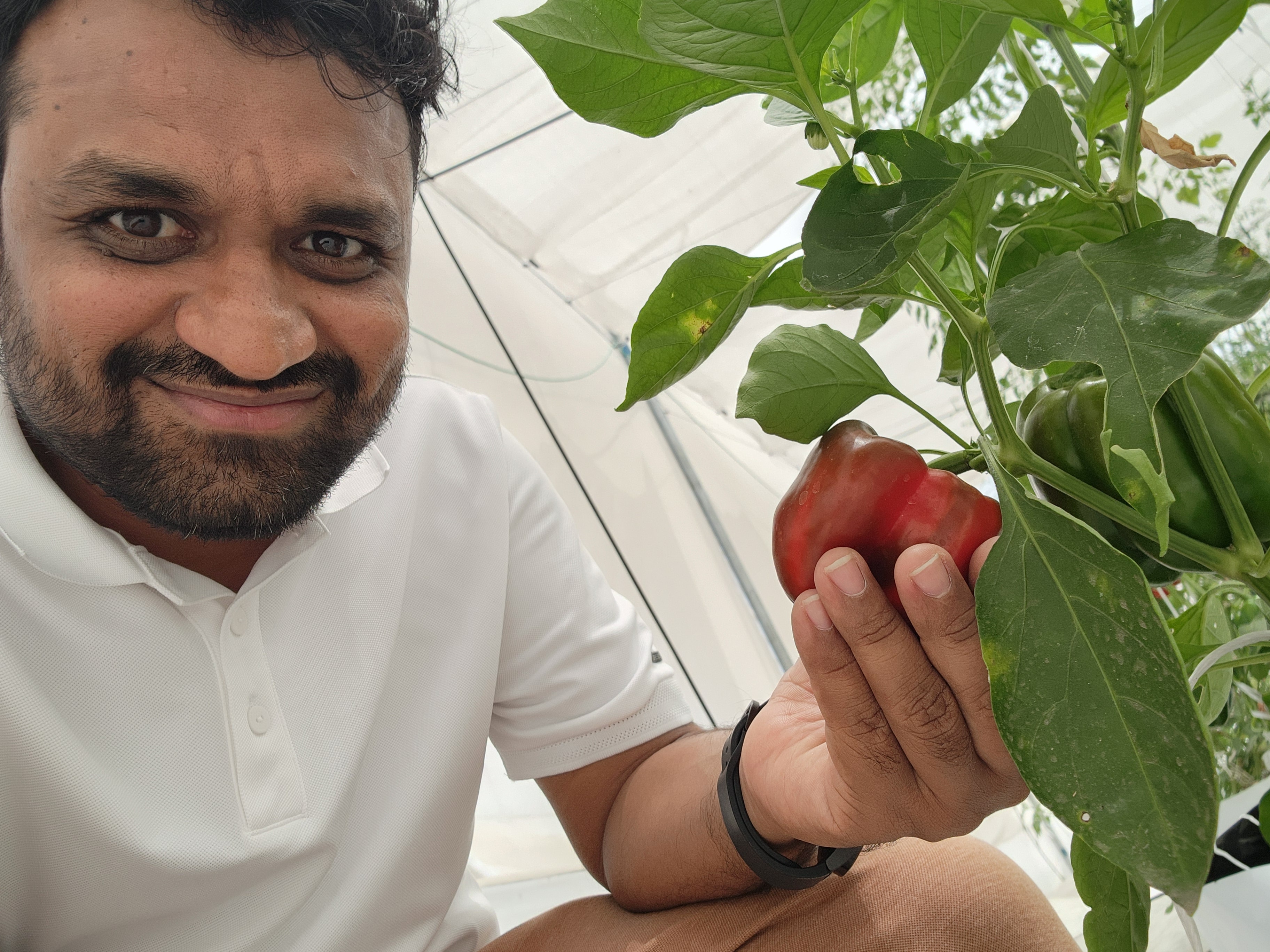 Pune Leafy Greens Farm
